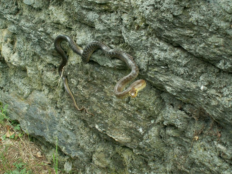 serpenti 